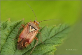 <p>KLOPUŠKA ČERVENÁ (Lygus pratensis) (Jiříkov)</p>